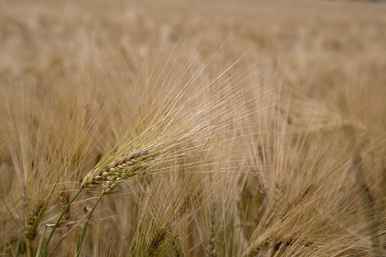 Co mają ze sobą wspólnego gluten z tarczycą, Gluten a tarczyca - czy istnieją jakieś zagrożenia, Czy mając chorą tarczycę należy stosować dietę bezglutenową, Czy gluten szkodzi przy chorej tarczycy